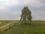 Weeping birch, Profiline